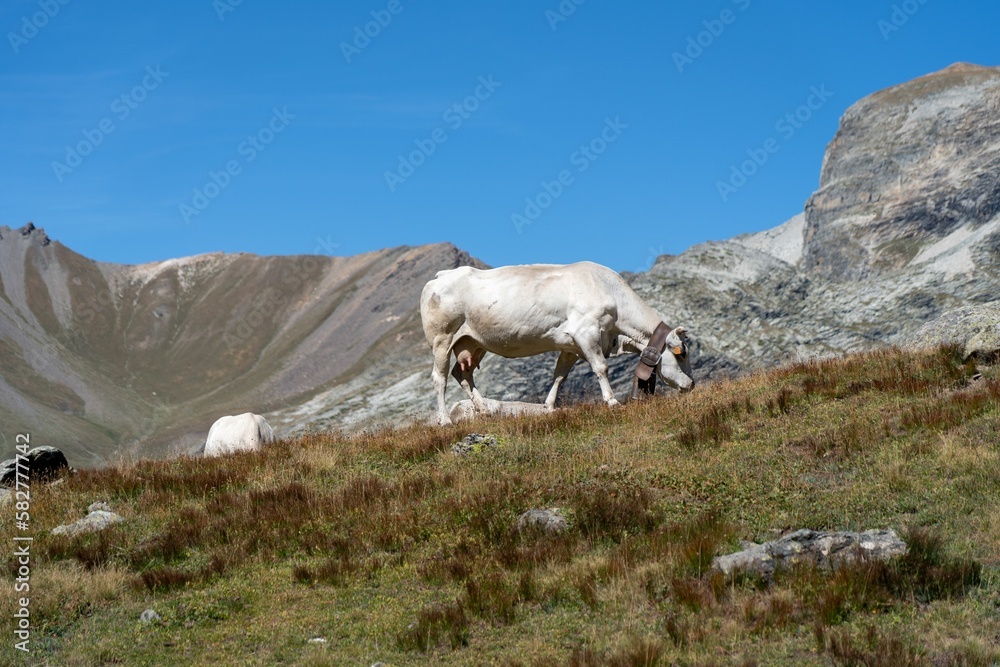 White Alpine milk cow grazing on a mountain