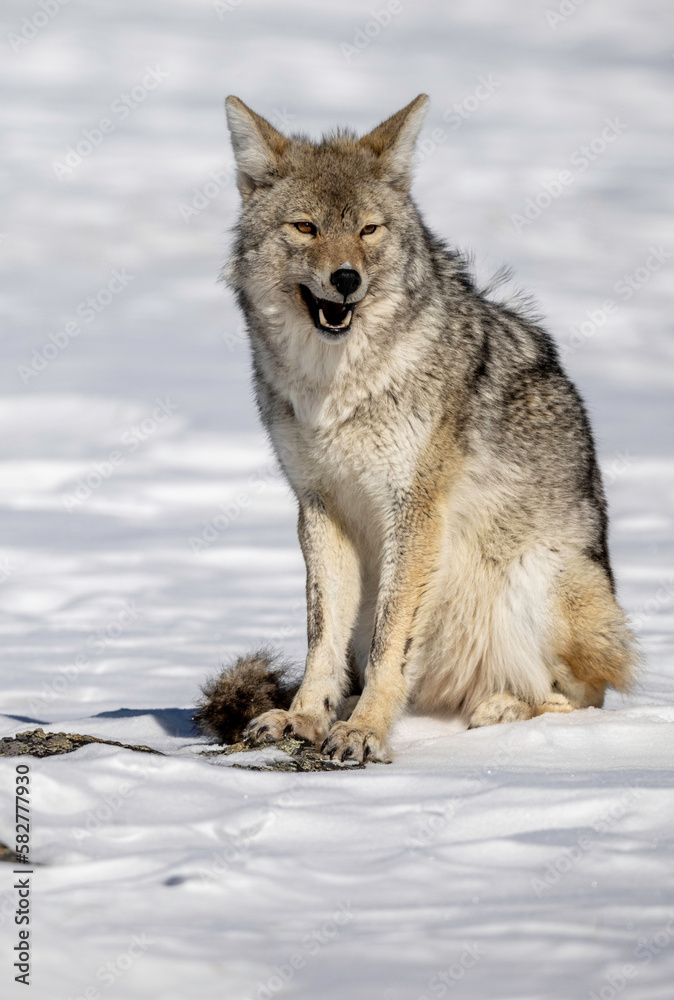 Coyote in the snow talking Coyote in the snow talking