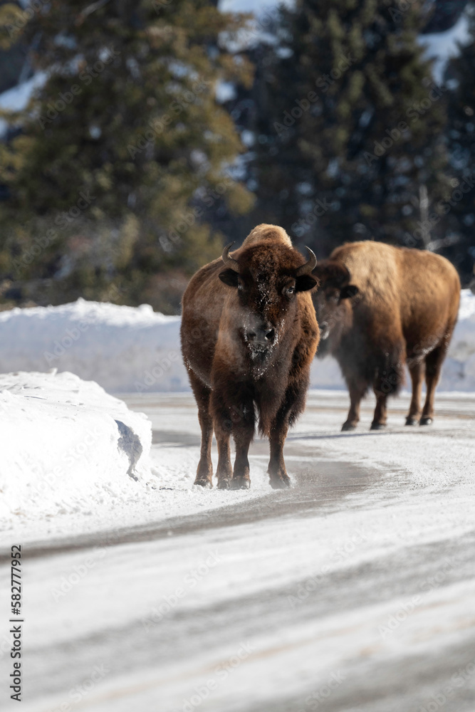 bison in snow bison in snow