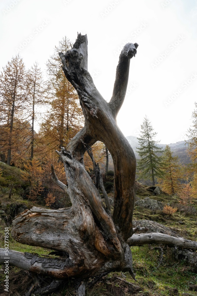 Fototapeta premium Wooden trunk and roots of fallen tree in the mountain in autumn