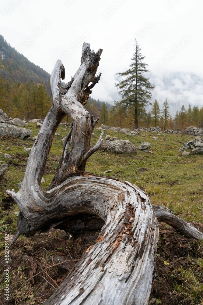 Vertical shot of wood trunk and roots of fallen tree in the mountain in autumn Vertical shot of wood trunk and roots of fallen tree in the mountain in autumn
