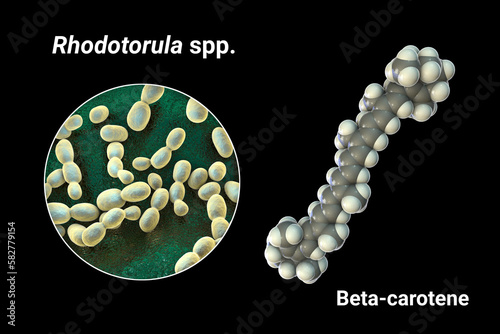 Rhodotorula fungi and molecule of beta-carotene, 3D illustration. Rhodotorula yeasts are a natural source of beta-carotene pigment photo