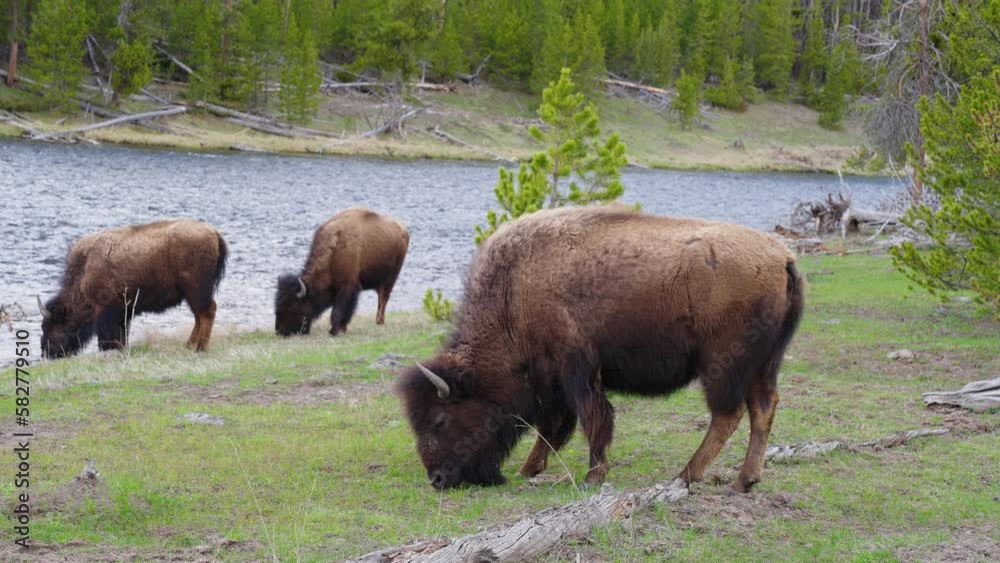 Buffalos or bisons grazing grass on green meadow in Yellowstone. Wildlife animal refuge for great herds of American Bison Buffalo. Ecosystem environment conservation, biology diversity, wilderness 4K
Buffalos or bisons grazing grass on green meadow in Yellowstone. Wildlife animal refuge for great herds of American Bison Buffalo. Ecosystem environment conservation, biology diversity, wilderness 4K