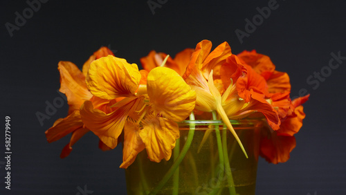 Obraz na plátně Fiori di primavera