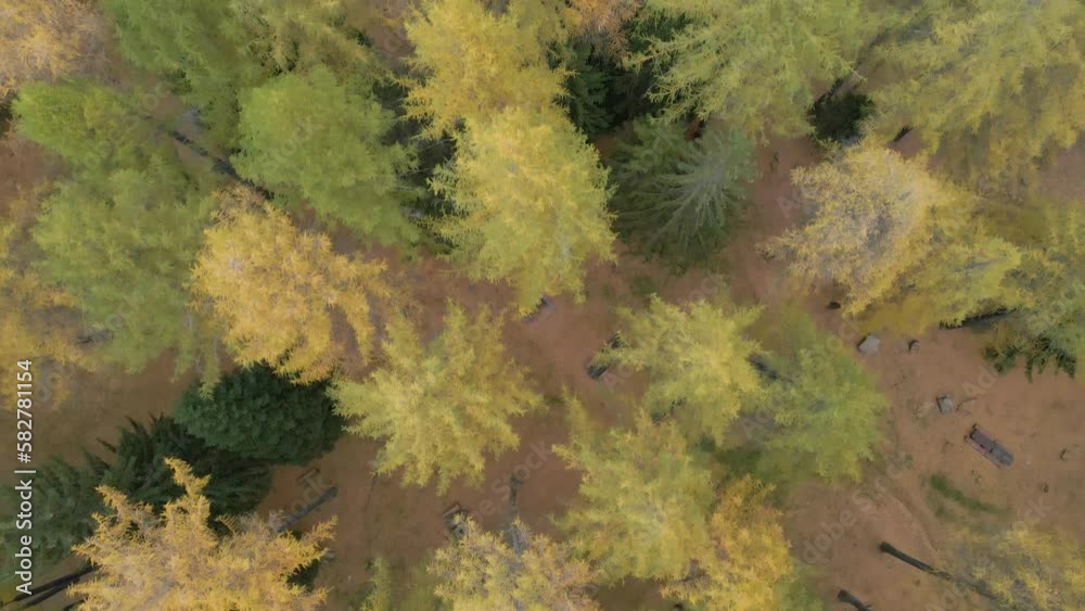Top view of forest trees during the fall time Top view of forest trees during the fall time