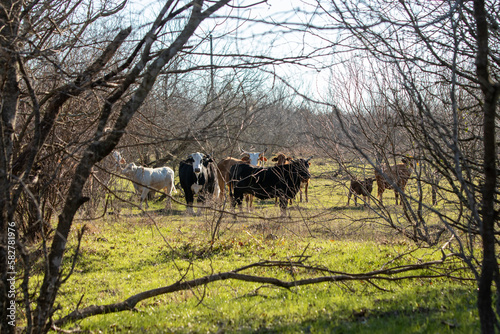 Cattle Herd Grazing on a Texas Ranch