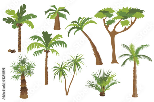 Palm trees set graphic elements in flat design. Bundle of different types of palm trees with coconuts and bushes with green crown of leaves, trunks and branches. Illustration isolated objects