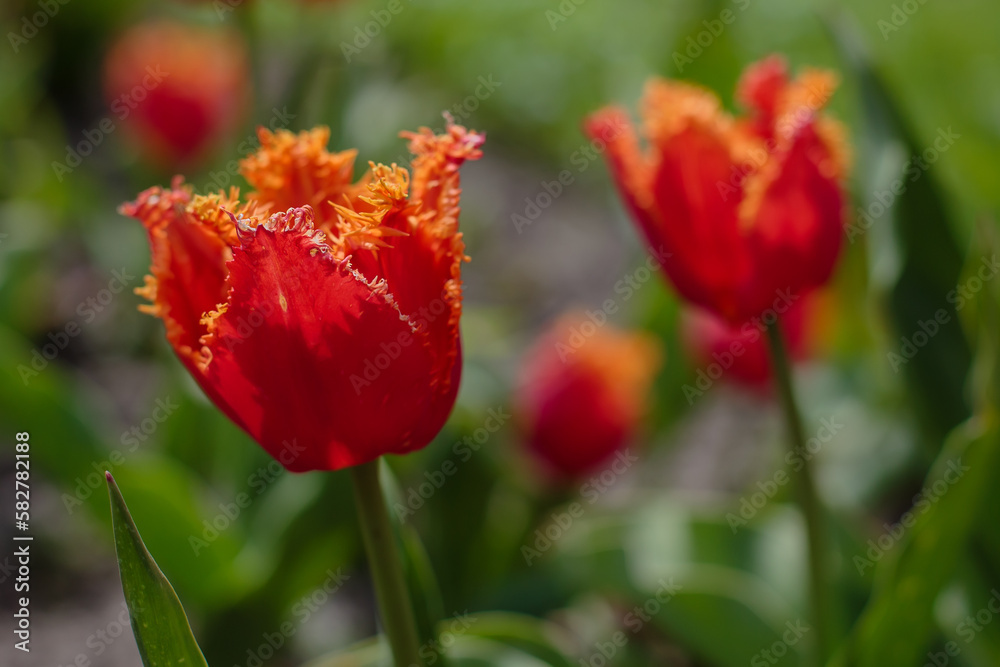 Beautiful Fringed red tulip in spring garden close up Beautiful Fringed red tulip in spring garden close up