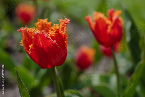Beautiful Fringed red tulip in spring garden close up