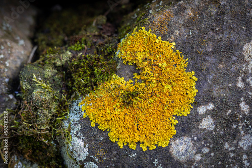 Common orange lichen (yellow scale, Xanthoria parietina) round single patch on the rock. 

