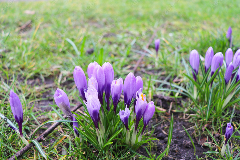 Fototapeta premium spring landscape. blooming crocuses in the city park