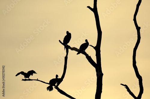 Black cormorants as sihoulette on dead tree with orange sky