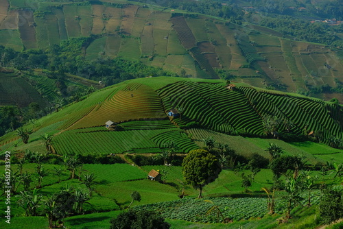 The Panyaweuyan terraces are areas at the foot of Mount Ciremai where vegetables are planted by the residents photo
