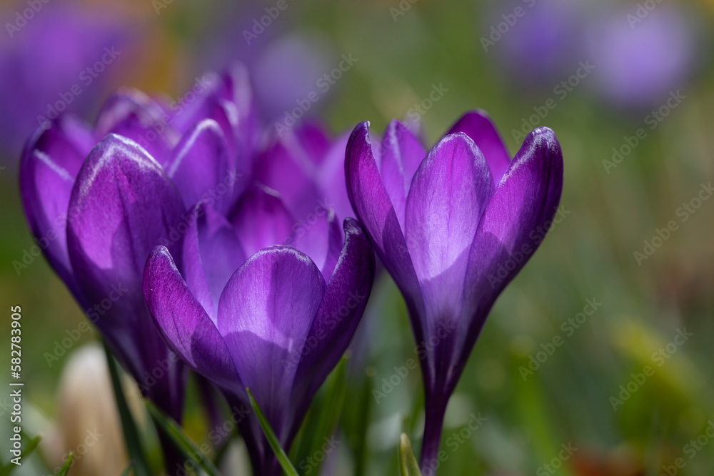 Shot of several purple crocuses growing in a meadow in the sunlight. The petals shine brightly. In the background a meadow.