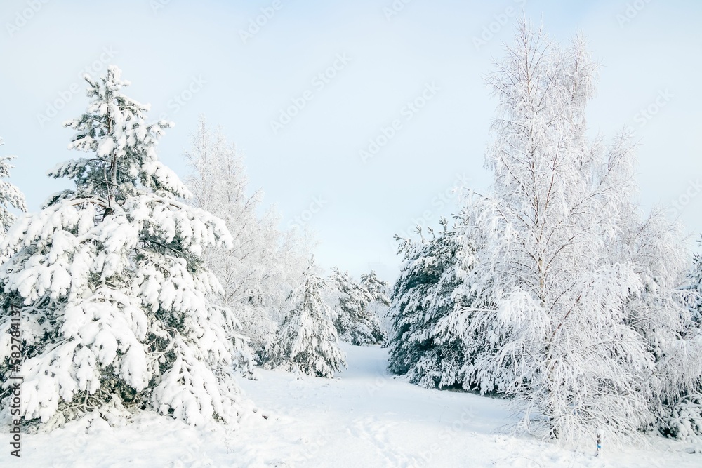 Winter fairytale with tall evergreen snow-capped trees in the forest of Curonian Spit, Lithuania Winter fairytale with tall evergreen snow-capped trees in the forest of Curonian Spit, Lithuania