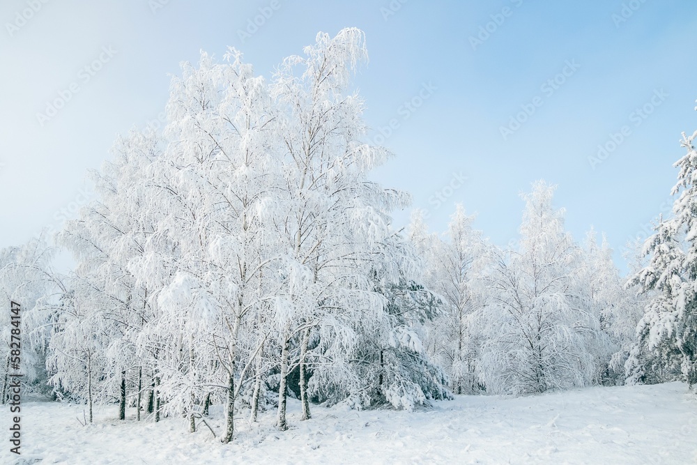Winter fairytale with tall evergreen snow-capped trees in the forest of Curonian Spit, Lithuania Winter fairytale with tall evergreen snow-capped trees in the forest of Curonian Spit, Lithuania