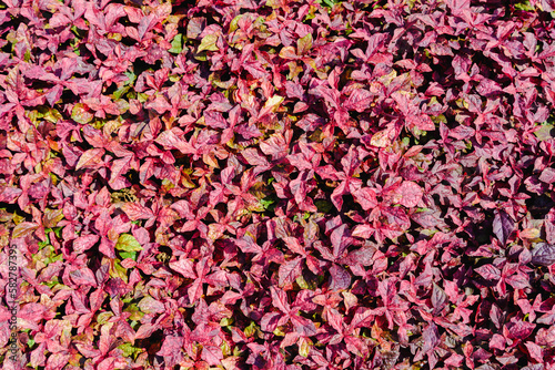 Red leaf background in the garden. Natural pattern and texture for design.