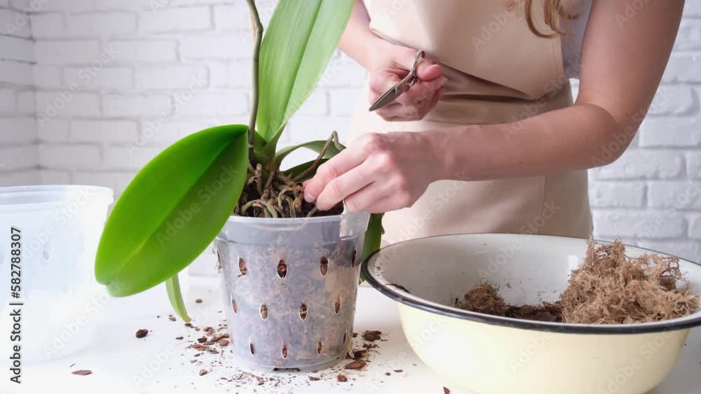 Transplanting orchid plants. Home gardening, breeding of orchids. Transplanting orchid plants. Home gardening, breeding of orchids.