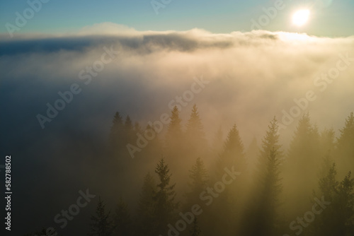 Aerial view of bright foggy morning over dark mountain forest trees at autumn sunrise. Beautiful scenery of wild woodland at dawn