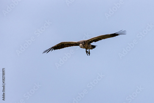 White-faced vulture  Gyps africanus  in flight against a blue sky background. This old world bird in endangered in the wild  with populations decreasing. Masai Mara  Kenya.