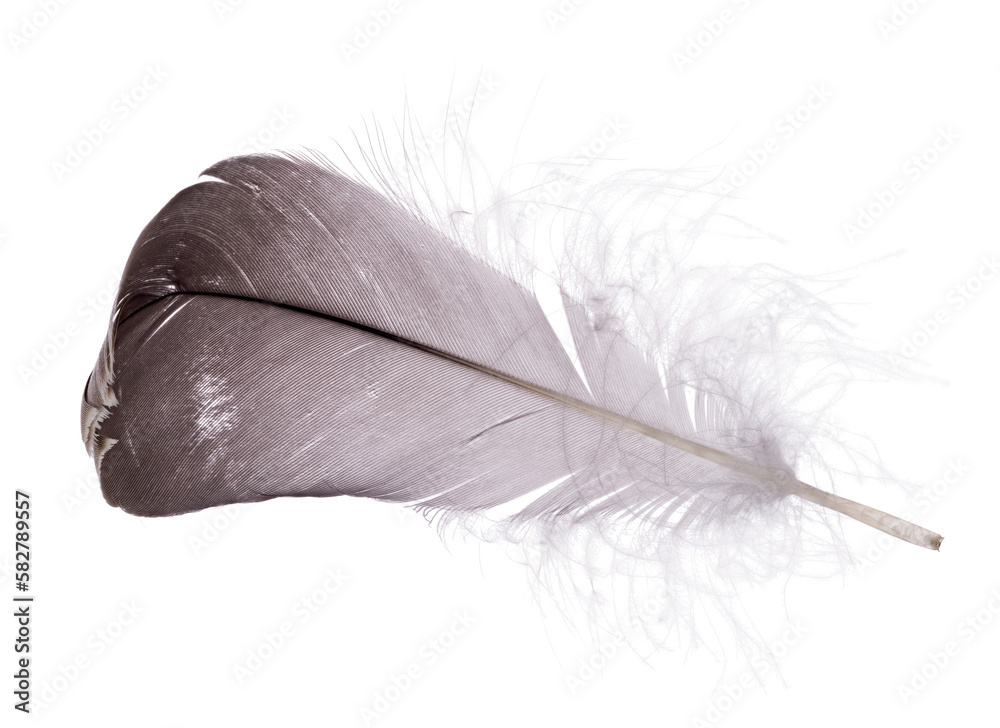 goose grey single feather isolated on white goose grey single feather isolated on white