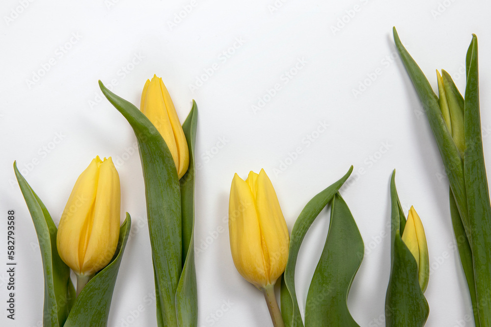 Yellow tulip flowers flat lay on white background. Easter, womens day celebration background. Yellow tulip flowers flat lay on white background. Easter, womens day celebration background.