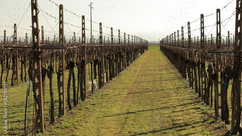  Vigna in inverno, pali in cemento, vite senza le foglie e dopo la potatura invernale. photo