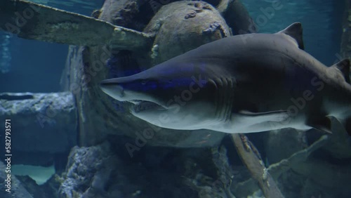 The white shark swims in a big aquarium. Behind the aquarium, the wreckage of the aircraft