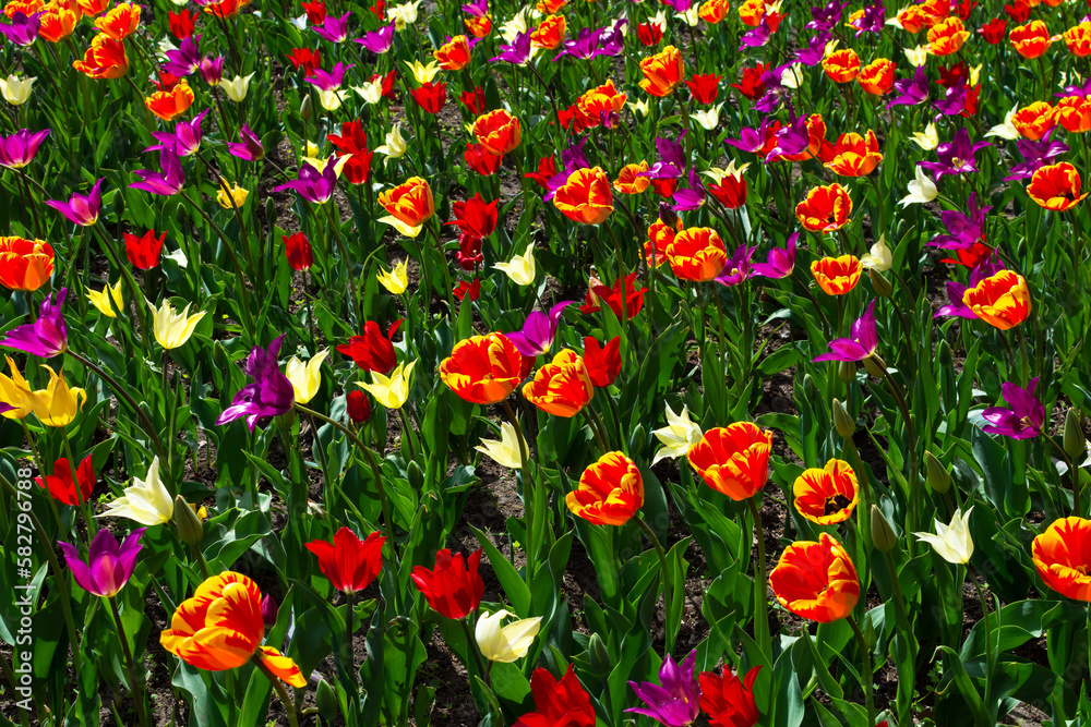 Naklejka premium meadow with blooming tulips of different colors. tulips in spring