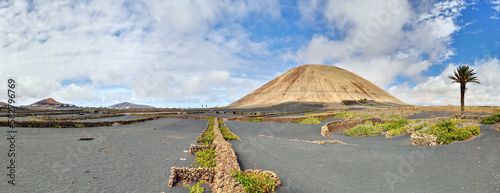 Typical volcano-agricultural landscape of Lanzarote, Canary Islands. Black volcanic soil, malvasia vines, Date Palm Tree (Phoenix canariensis), figs and prickly pears. Location Mancha Blanca village.