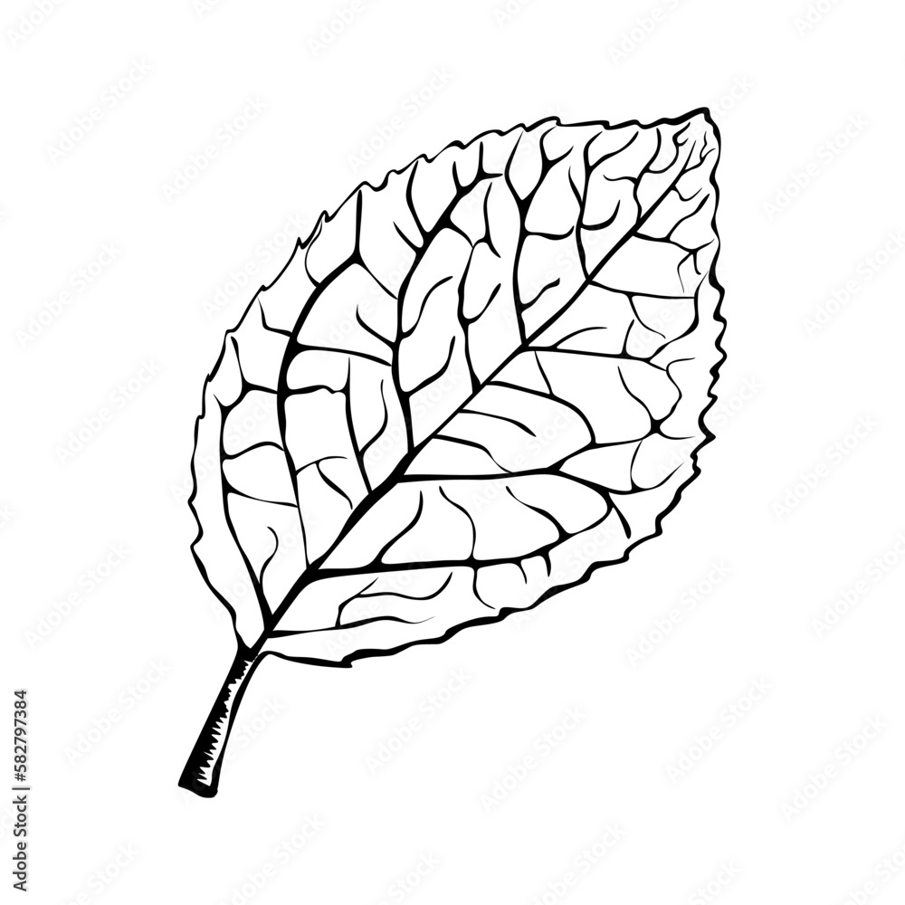 Fototapeta premium Hand drawing detailed leaf. Vector printed silhouette of leaf isolated on white background. Botanical design element. Vector illustration