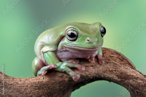 Green tree frog on branch, tree frog front view, litoria caerulea, animals closeup