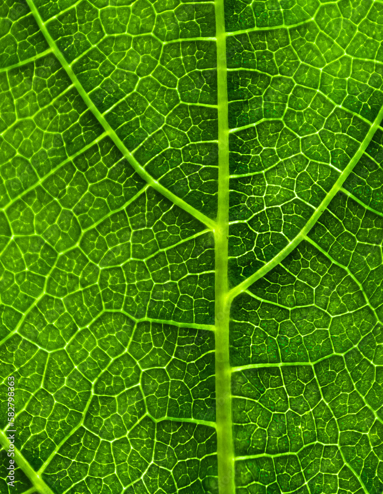 background texture green leaf structure macro photography background texture green leaf structure macro photography