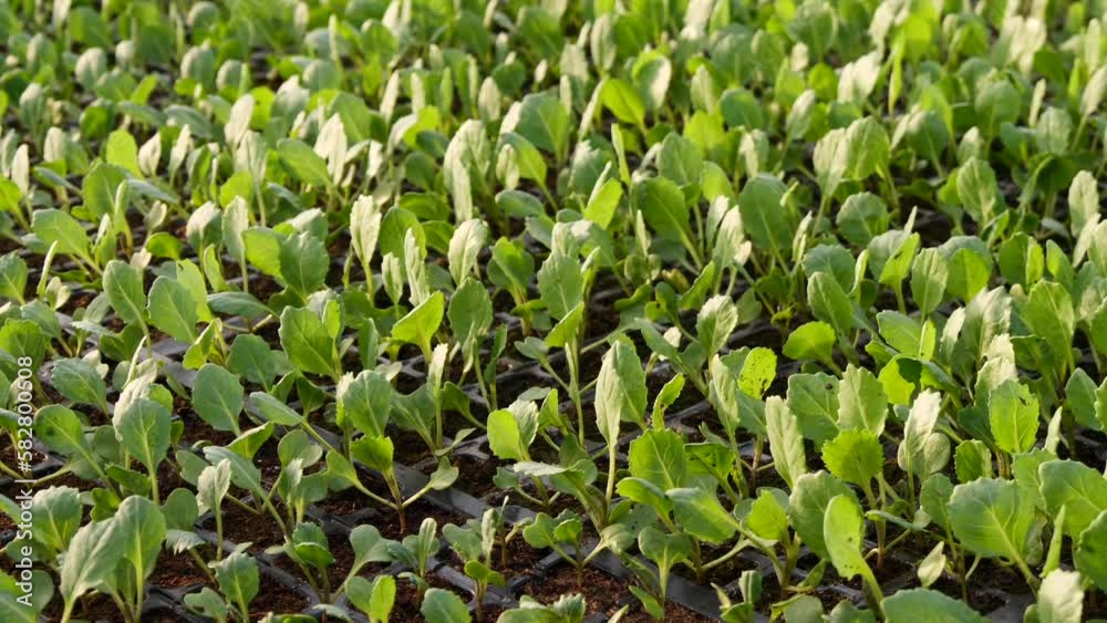 Growing Cabbage Seedlings In A Greenhouse Growing Cabbage Seedlings In A Greenhouse