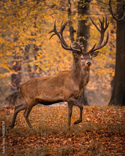 Stag in the forest