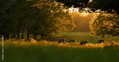 sunset in the park with deer
