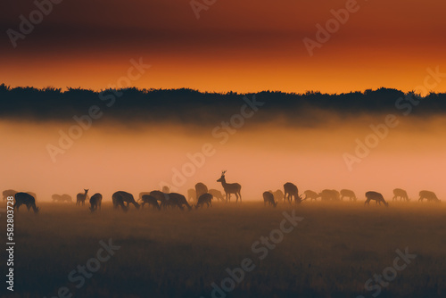 deer in the sunset with fog