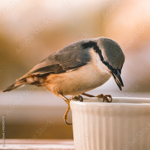 a bird feeding