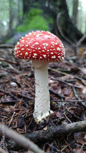 fly mushroom in forest
