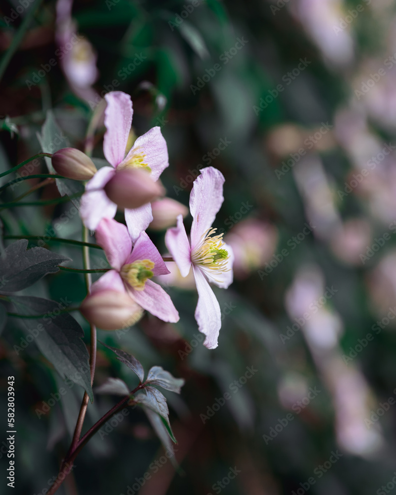 Obraz premium Clematis