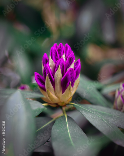 Rhododendron