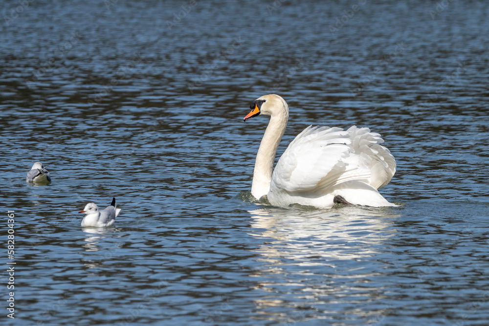 Mute swan, Cygnus olor swimming on a lake in Munich, Germany Mute swan, Cygnus olor swimming on a lake in Munich, Germany