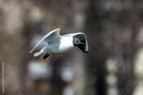 Black-Headed Gull  Chroicocephalus ridibundus in flight. Adult winter plumage
