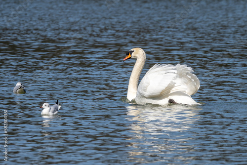 Mute swan, Cygnus olor swimming on a lake in Munich, Germany