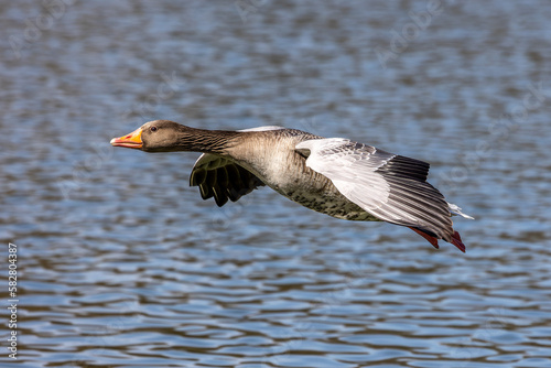 The flying greylag goose, Anser anser is a species of large goose © rudiernst