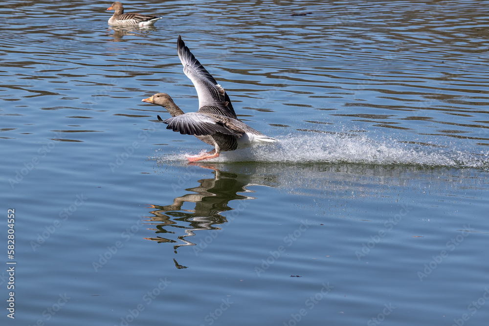 The greylag goose spreading its wings on water. Anser anser is a species of large goose The greylag goose spreading its wings on water. Anser anser is a species of large goose