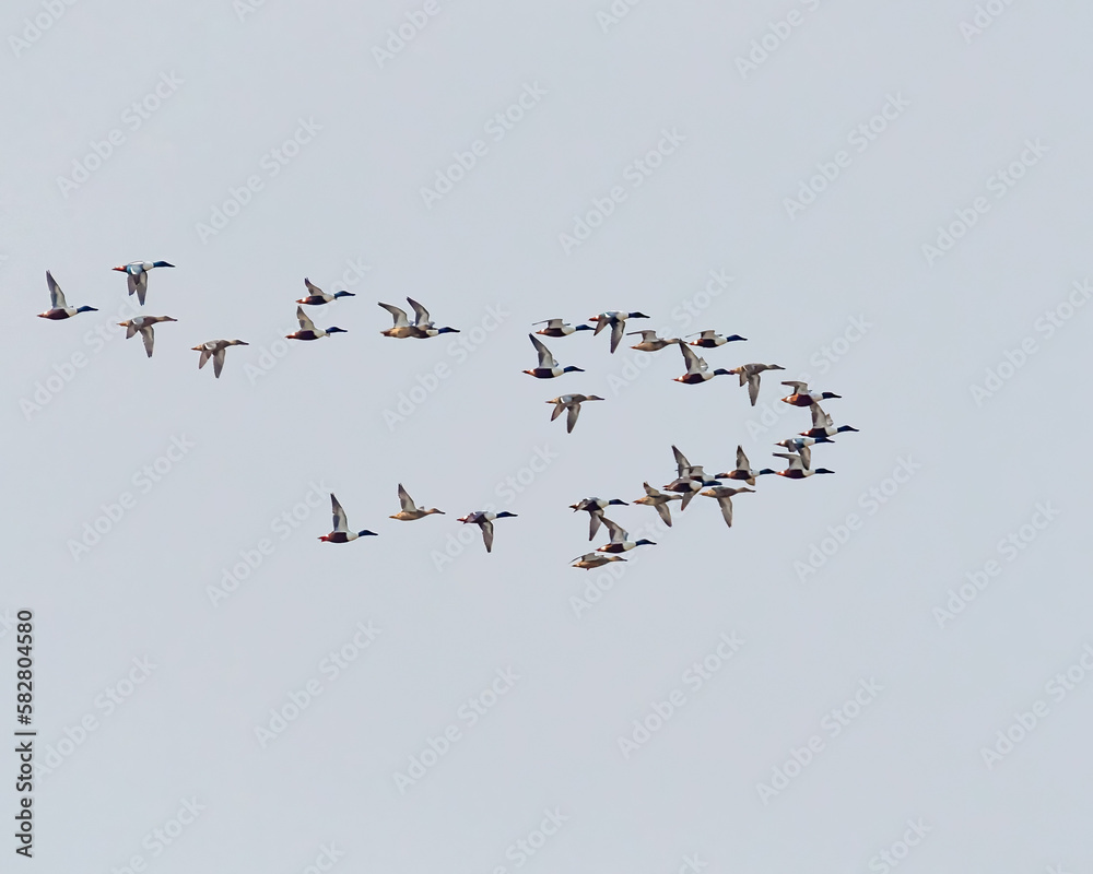 flock of Northern Shoveler over a lake