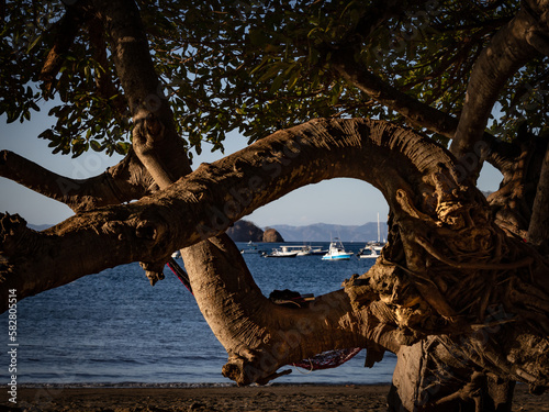 An image of boats anchored off shore in the far distance with tree trunks framing the scene. The sea is calm and the overall feeling is one of tranquility. 
