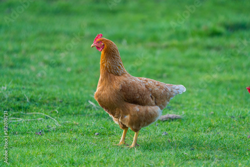 chicken on grass