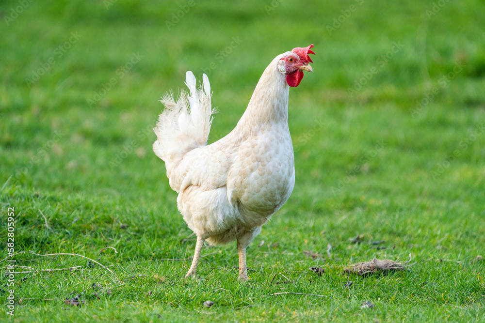 White leghorn chicken / chicken de livorno, the most beautifull italian chicken, known for giving the most eggs per year. White leghorn free range on grass
